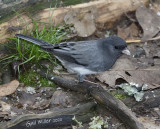 Dark-eyed Junco