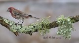 House Finch, male. 