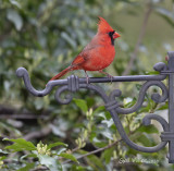 Northern Cardinal, male.