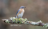 Eastern Bluebird, female.