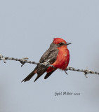 Vermilion Flycatcher