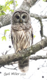 Barred Owl