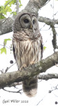 Barred Owl