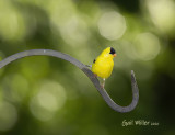 American Goldfinch, male.