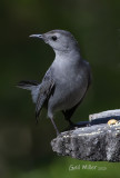 Gray Catbird