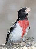 Rose-breasted Grosbeak