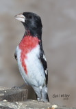 Rose-breasted Grosbeak