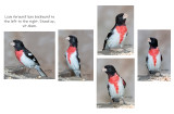 Rose-breasted Grosbeak