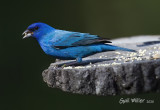 Indigo Bunting
