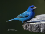 Indigo Bunting