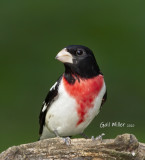 Rose-breasted Grosbeak