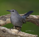 Gray Catbird