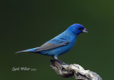 Indigo Bunting