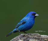 Indigo Bunting