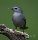 Gray Catbird