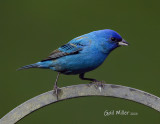 Indigo Bunting