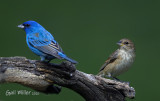 Indigo Bunting