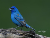 Indigo Bunting