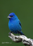 Indigo Bunting