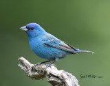 Indigo Bunting
