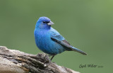 Indigo Bunting