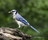 Blue Jay