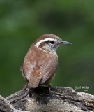 Carolina Wren