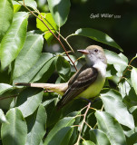 Great-crested Flycatcher