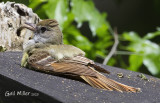 Great-crested Flycatcher