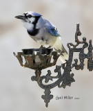 Blue Jay