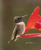 Ruby-throated Hummingbird, male.
