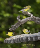 American Goldfinch