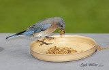 Eastern Bluebird, female.