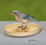 Eastern Bluebird, female.