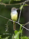 Great-crested Flycatcher