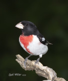 Rose-breasted Grosbeak