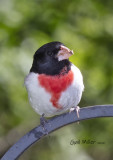 Rose-breasted Grosbeak