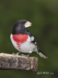 Rose-breasted Grosbeak