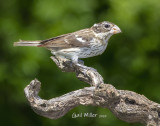 Rose-breasted Grosbeak, female.