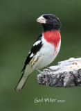 Rose-breasted Grosbeak