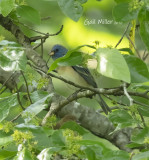 Lazuli Bunting