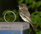 Eastern Phoebe