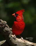 NOrthern Cardinal, male.