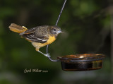 Baltimore Oriole