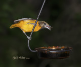 Baltimore Oriole