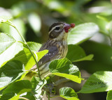 Rose-breasted Grosbeak, female.