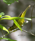 Wilson's Warbler