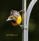 Baltimore Oriole