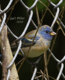Lazuli Bunting, possibly a hybrid.