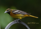 Baltimore Oriole